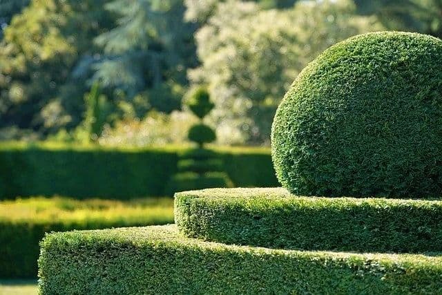green-hedge-bush