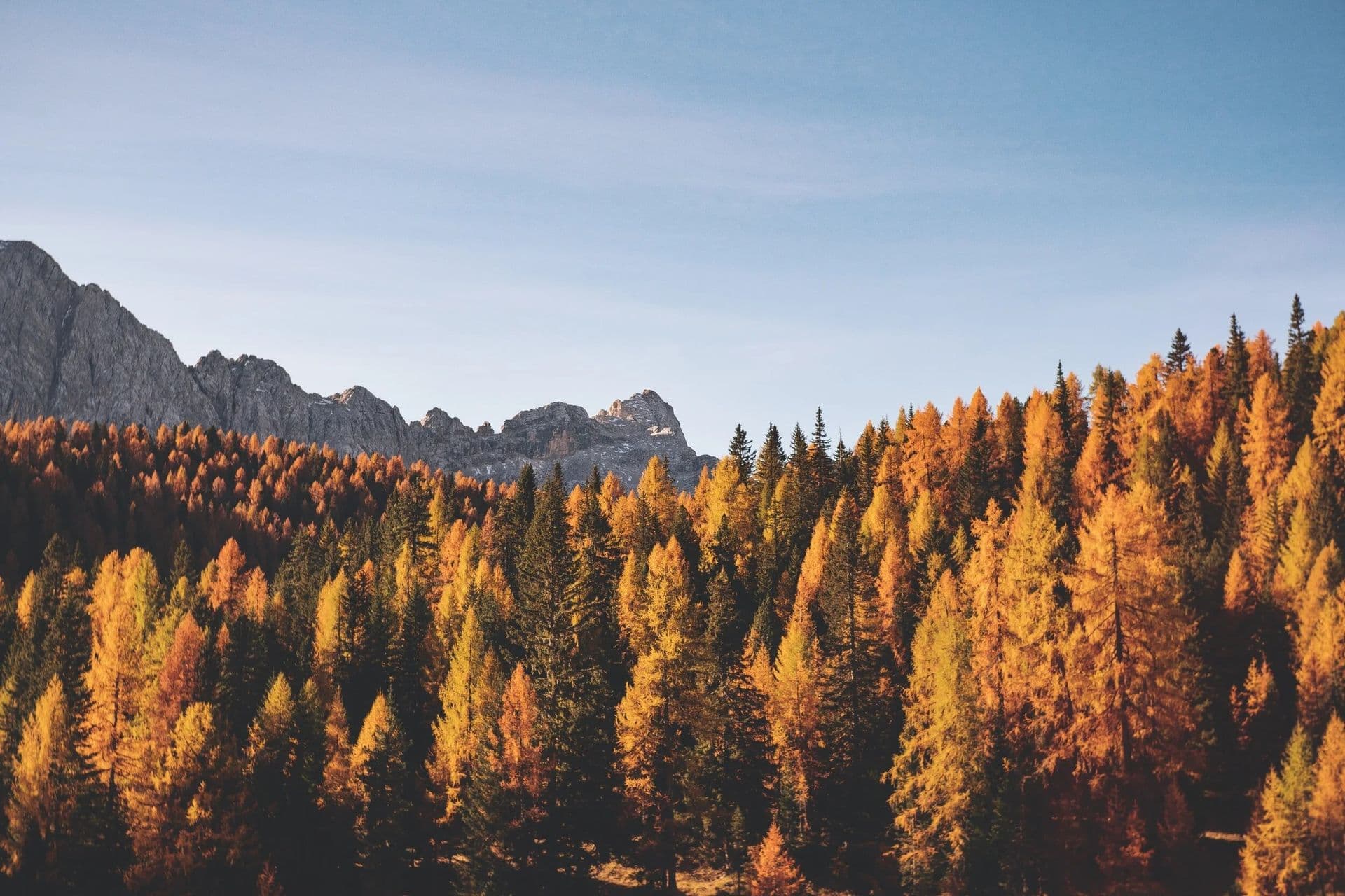 trees