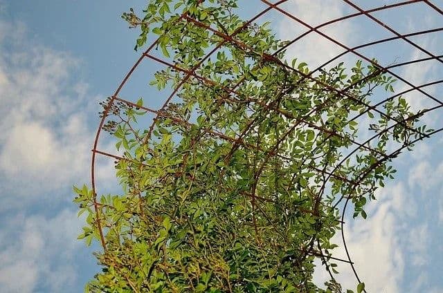 trellis-in-the-making