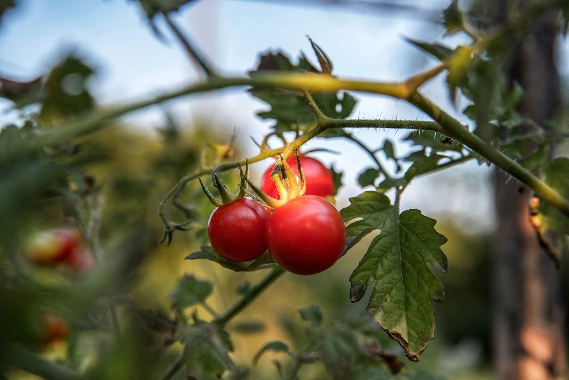 tomatoes