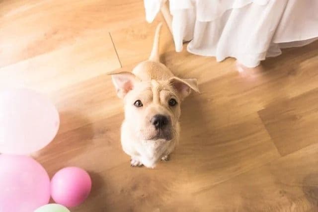 laminate-flooring-for-pets